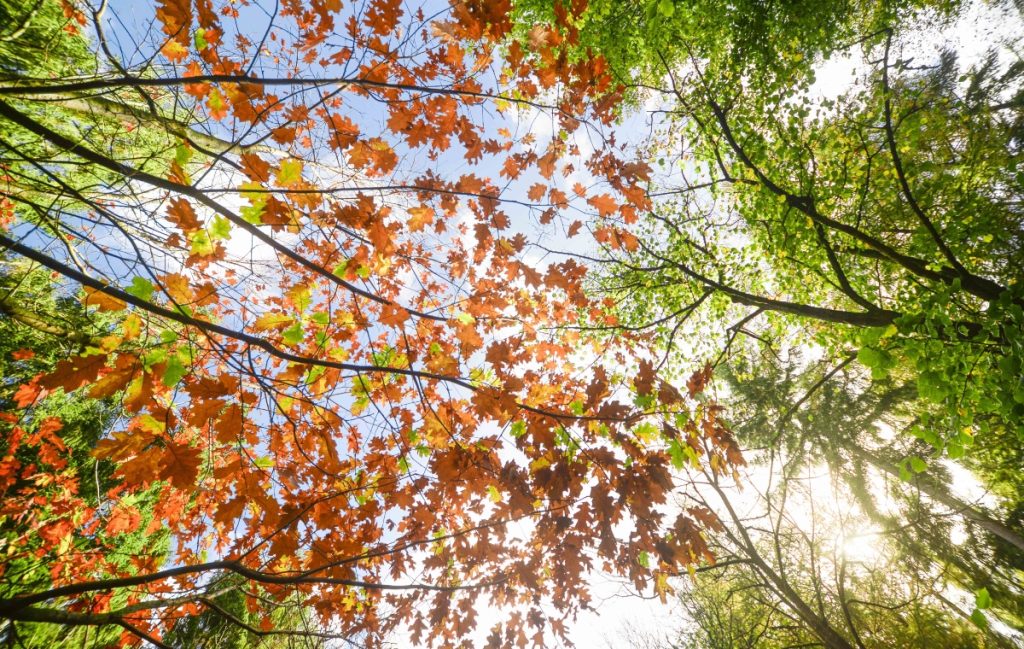 Bosque de Maple