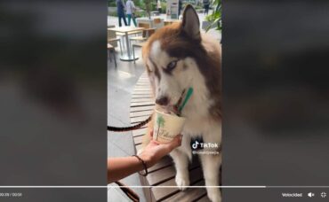 El perrito que ama el helado y hace berrinche para que le compren