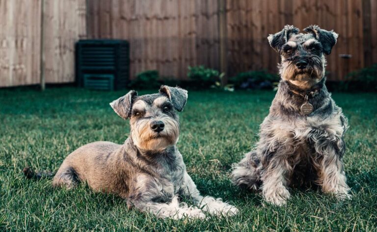 Cómo proteger a tus mascotas de la caída de ceniza volcánica