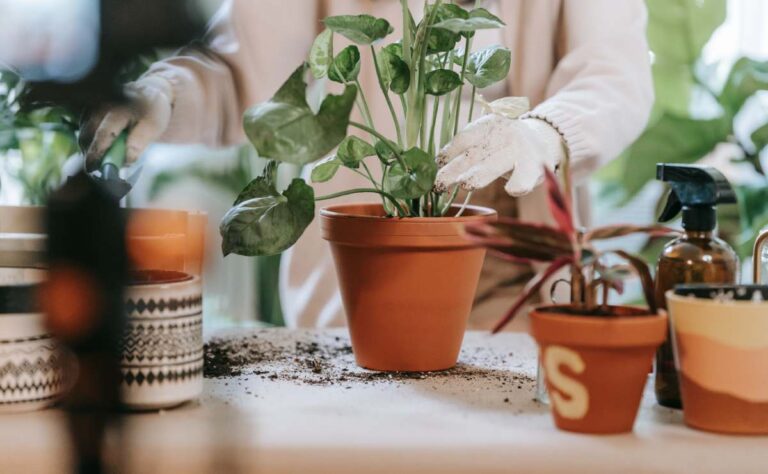 Errores que tal vez cometes al cuidar tus plantas en casa