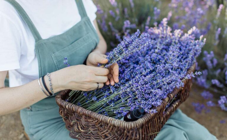 9 poderosas razones para tener lavanda en tu hogar