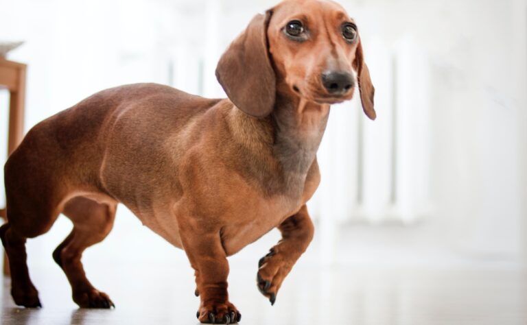 ¿Tienes perros pequeños? No deberías dejarlos subir a la cama