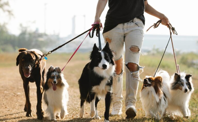 Por cuánto tiempo los perros pueden recordar a una persona