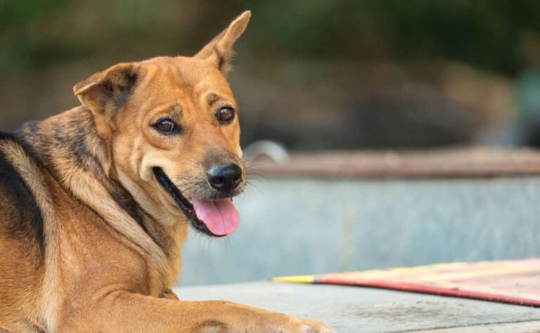 ¡Adopta, no compres! La vida en un refugio para perros