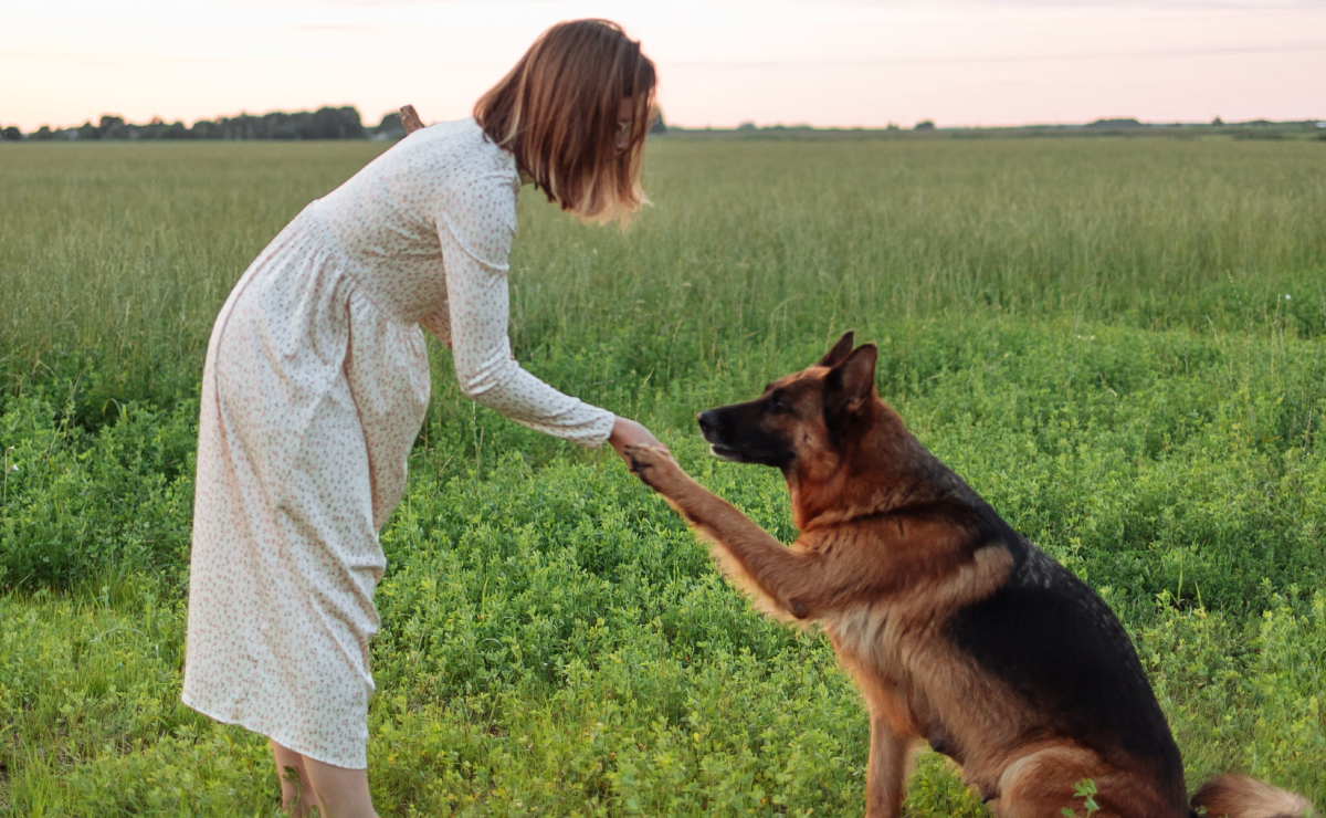 ¿Vives sola? Razas de perros que son más protectoras