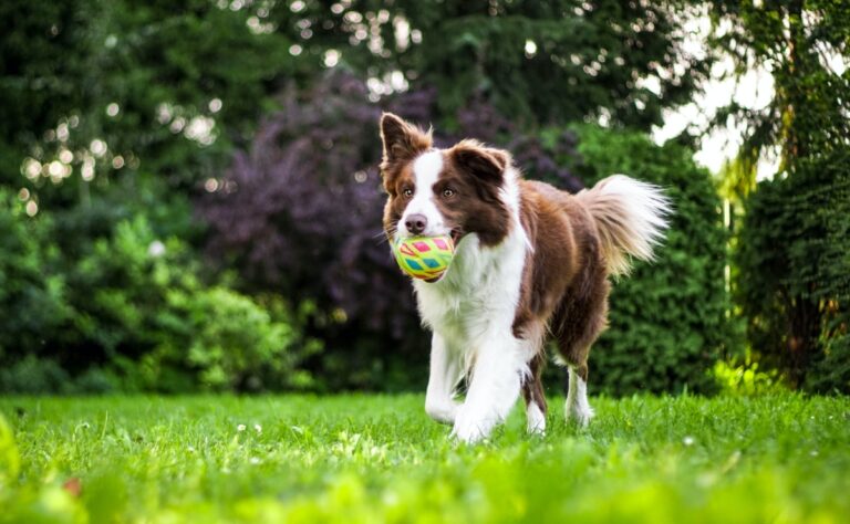 7 de las razas de perros más inquietas que existen