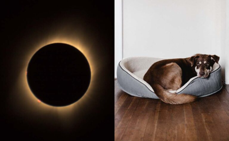 Lo que NO debes hacer con tu mascota durante el eclipse solar 2023