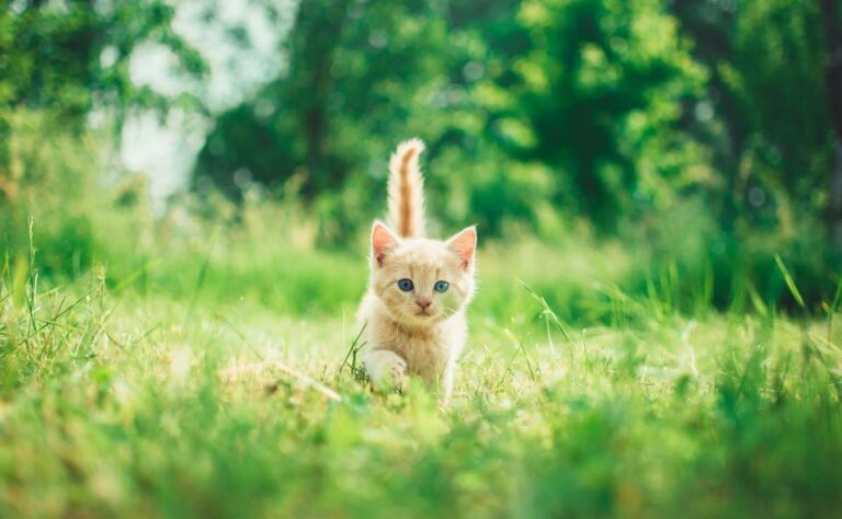 Señales que indican que tu gato es feliz