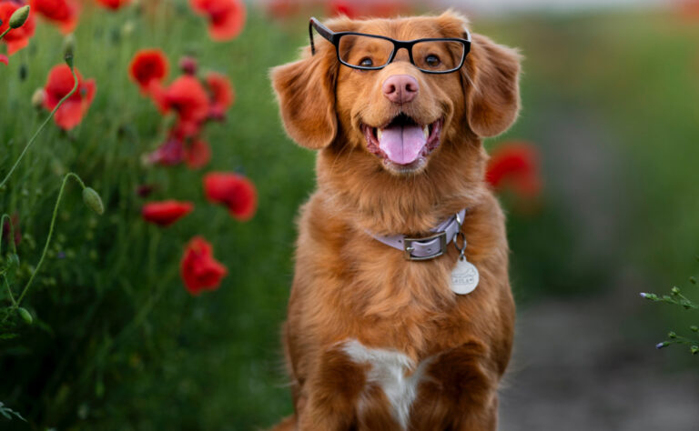 ¿Los perros pueden distinguir entre un idioma y otro?