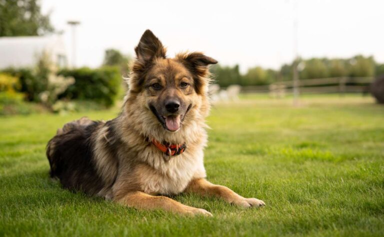 Plantas que son peligrosas para tu perro o gato