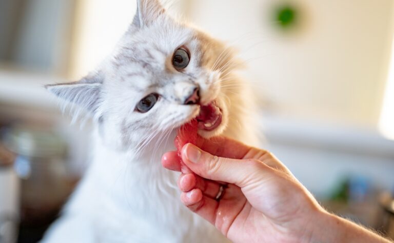 Alimentos que tu gato puede consumir además de croquetas