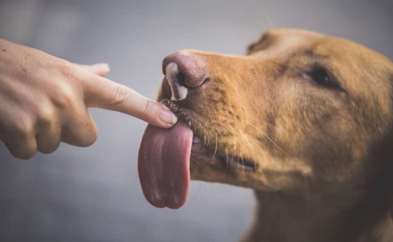 ¿Es malo para la salud dejar que tu perro te lama?