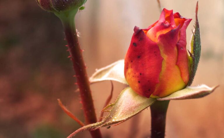 Wabi sabi, el arte de hallar belleza en las imperfecciones de la vida