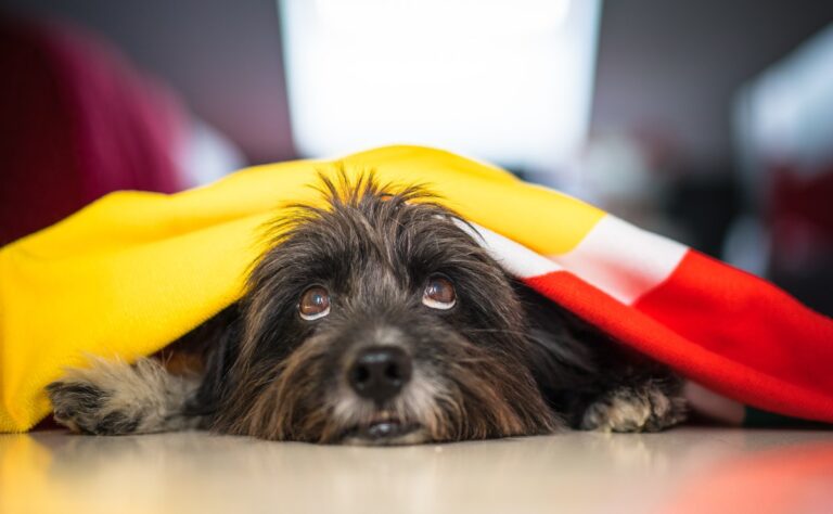 Cómo proteger a los perros de la pirotecnia y mantenerlos a salvo