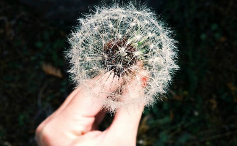 ¿Cómo manifestar un amor bonito?