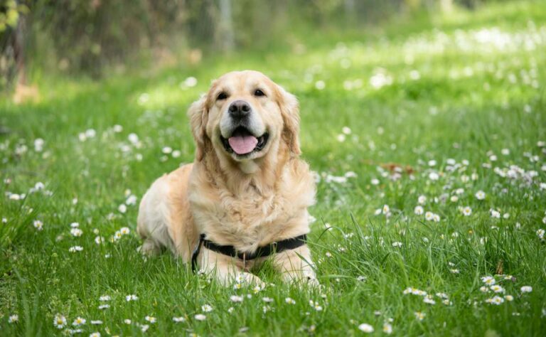 Amiga, este es el libro que debes leer si amas a los animales