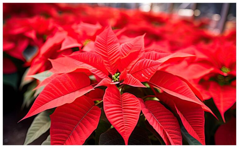 ¡No botes tu Nochebuena! Prepara un té relajante con esta flor