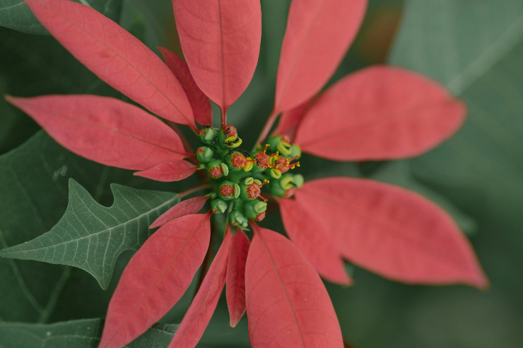 no-botes-tu-nochebuena-prepara-un-te-relajante-con-esta-flor